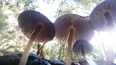 Mycena maculata