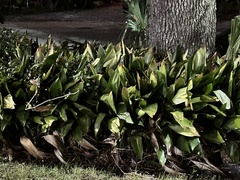 Aspidistra