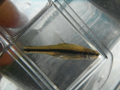 Notropis heterodon