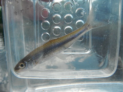 Notropis volucellus