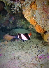 Pseudogoniistius nigripes