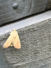 Mythimna convecta