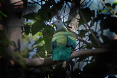 Ptilinopus magnificus