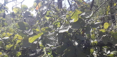 Quercus jonesii