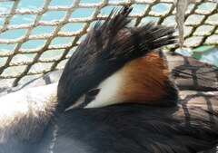 Podiceps cristatus australis