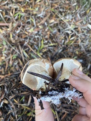 Leucopaxillus gentianeus