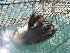 Podiceps cristatus australis