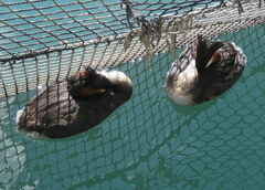 Podiceps cristatus australis