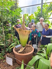 Amorphophallus titanum