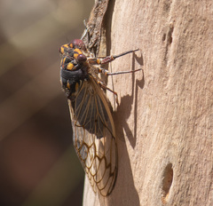 Macrotristria angularis