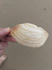 Cucullaea petita