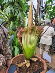 Amorphophallus titanum
