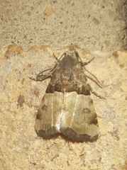 Cobubatha dividua