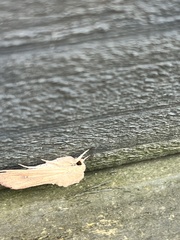 Mythimna convecta