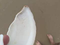 Cucullaea petita