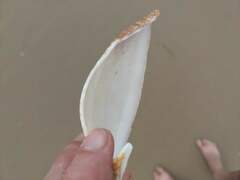 Cucullaea petita