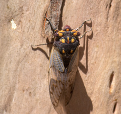 Macrotristria angularis