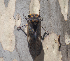 Macrotristria angularis