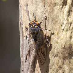 Macrotristria angularis