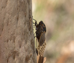 Macrotristria angularis