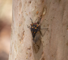Macrotristria angularis