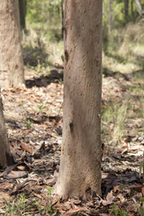 Macrotristria angularis