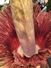 Amorphophallus titanum