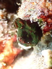 Tubastraea