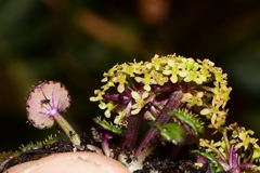 Diplaspis cordifolia