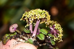 Diplaspis cordifolia