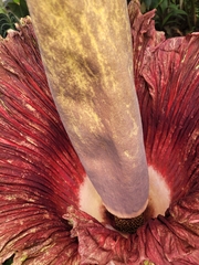 Amorphophallus titanum