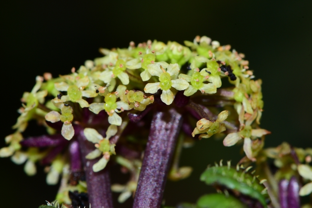Diplaspis cordifolia