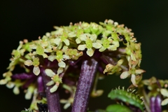 Diplaspis cordifolia