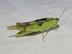 Paulinia acuminata