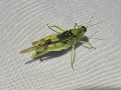 Paulinia acuminata