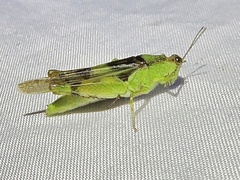 Paulinia acuminata
