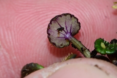 Diplaspis cordifolia