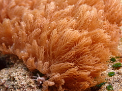 Clavularia