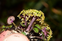 Diplaspis cordifolia