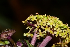 Diplaspis cordifolia