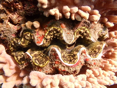 Tridacna