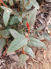 Lasiopetalum macrophyllum
