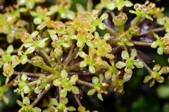 Diplaspis cordifolia