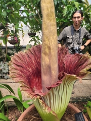 Amorphophallus titanum