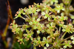 Diplaspis cordifolia