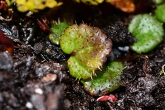 Diplaspis cordifolia