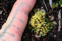 Diplaspis cordifolia