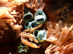 Rhopalaea