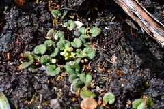 Diplaspis cordifolia