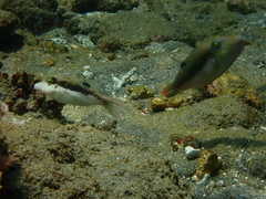 Canthigaster bennetti